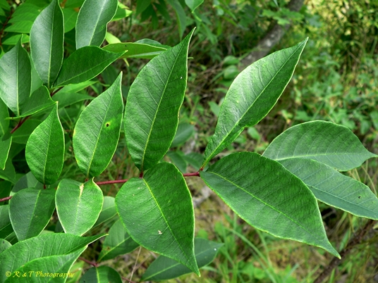 {Toxicodendron vernix}